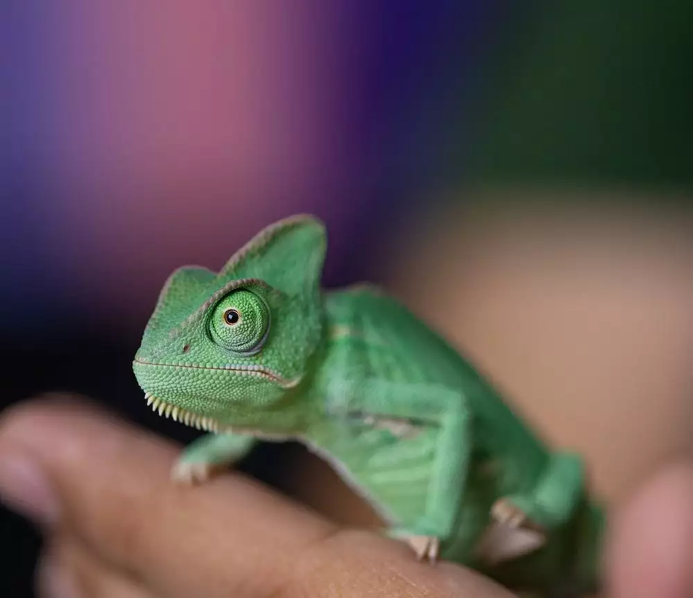 Chameleon Pardálí