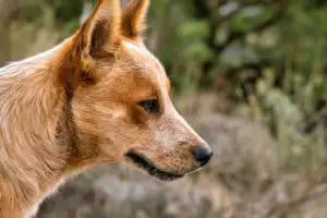 Pes Dingo