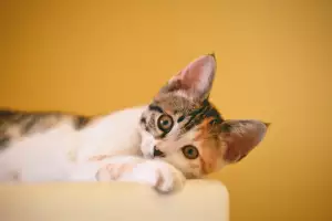 Bengálská Kočka
