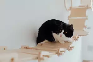 Kočka Domácí