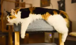 Perská Kočka