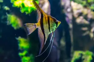Akvarijní Rybičky