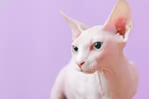 Kartouzská Kočka
