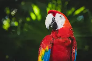 Papouščí Zoo