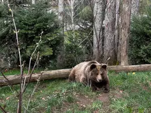 Medvěd Kodiak